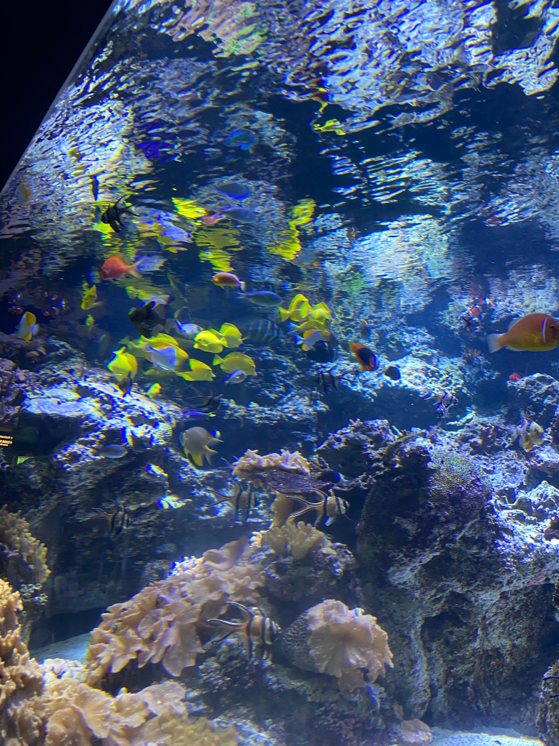 Tropical fish at the National Aquarium