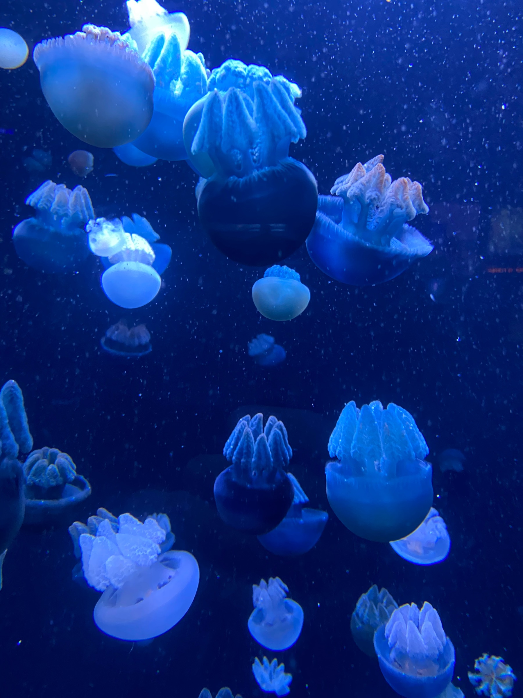 Jellyfish at the National Aquarium